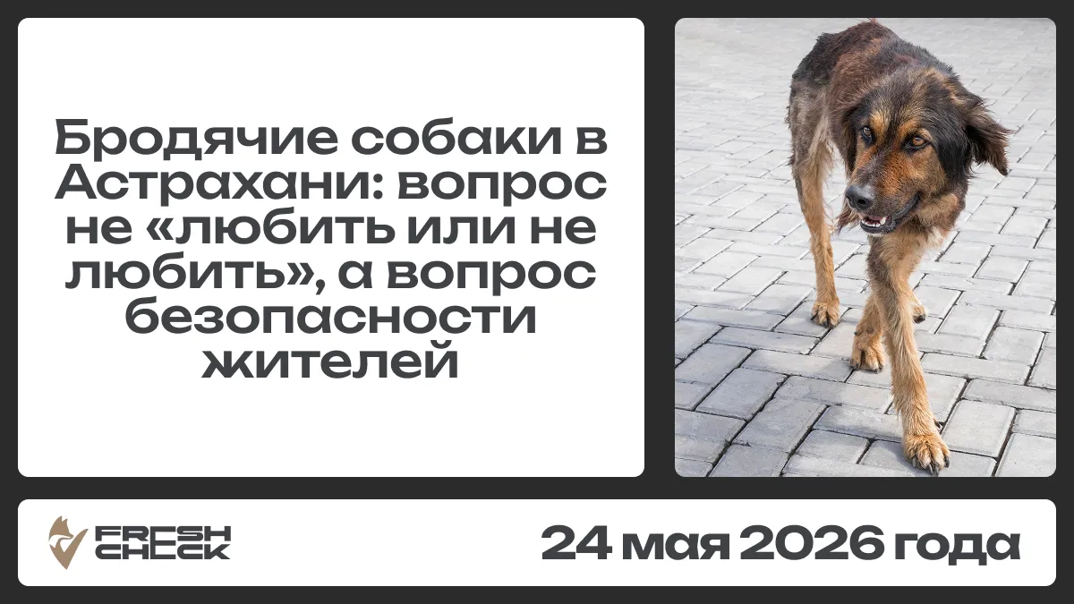 Бродячие собаки в Астрахани: вопрос не «любить или не любить», а вопрос безопасности жителей обложка